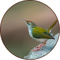 Common Tailorbird